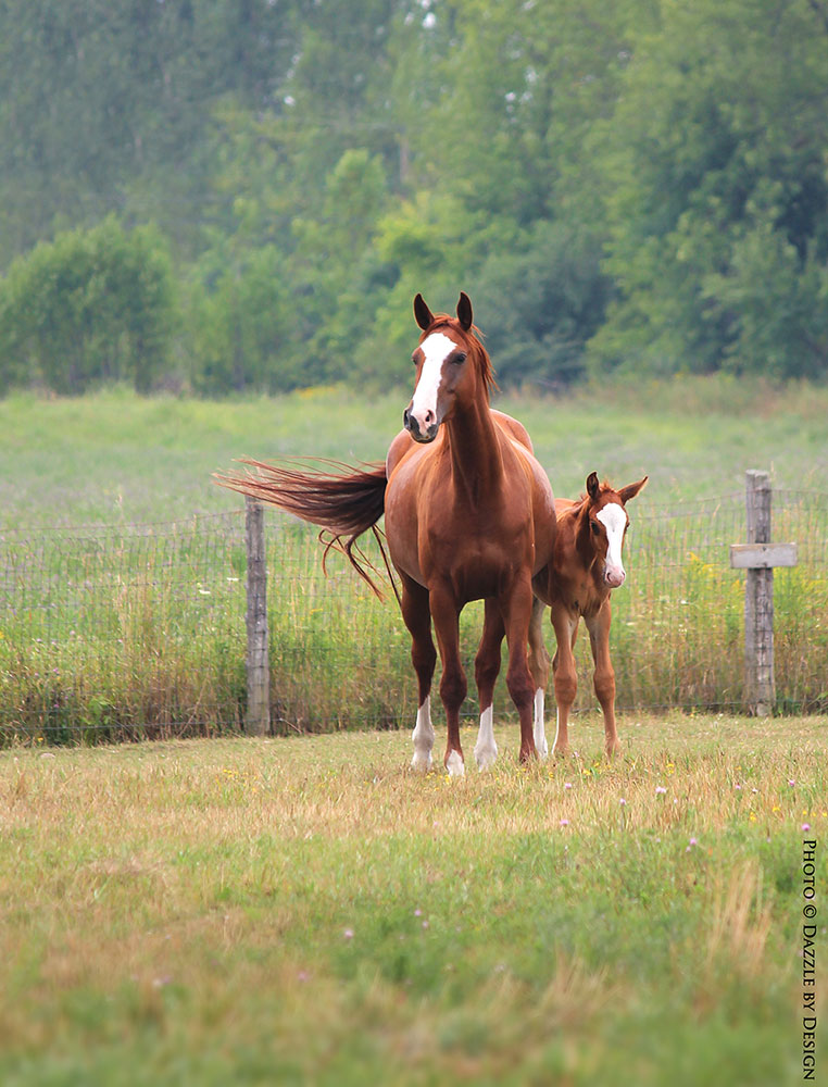 Equestrian Canada Launches National Economic Impact Study