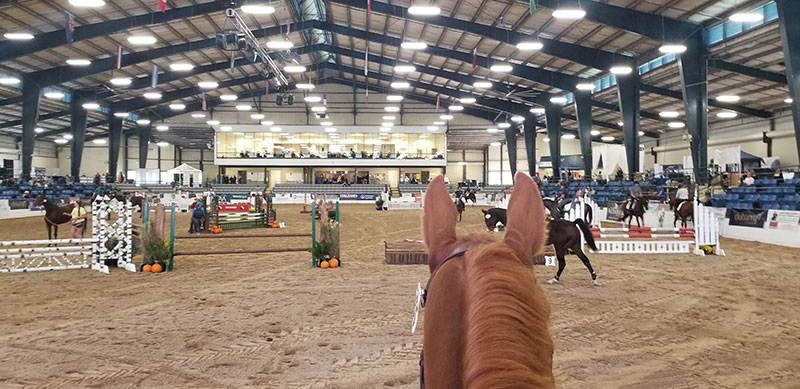 Horse of the Month: Retraining to Pre Training to World Stage