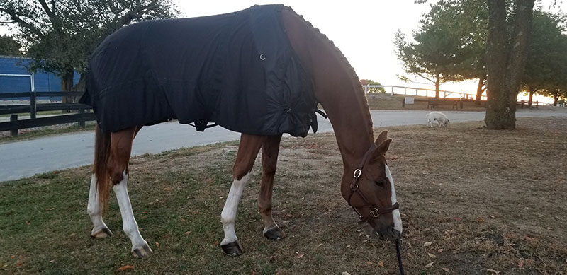 Horse of the Month: Retraining to Pre Training to World Stage